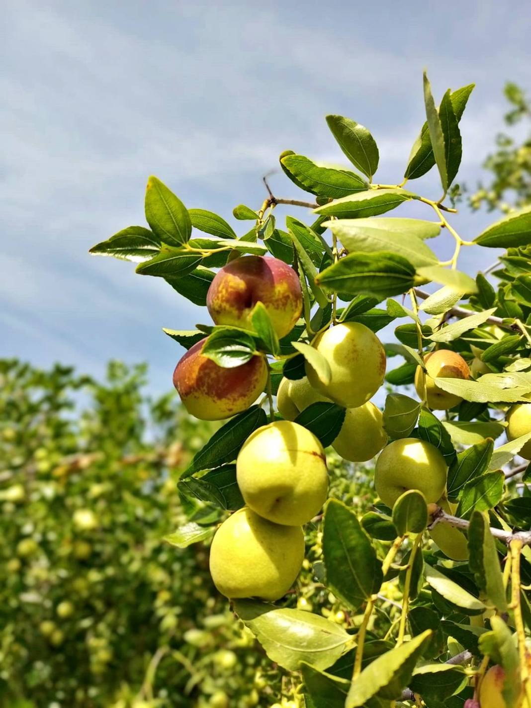 Ankara'nın saklı şifası: 'Hayat meyvesi' diyorlar! 2